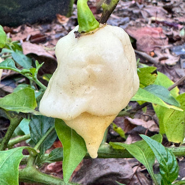 Giant White Scorpion - Seeds - The Pepper Pantry (Formerly Marie Sharp's)